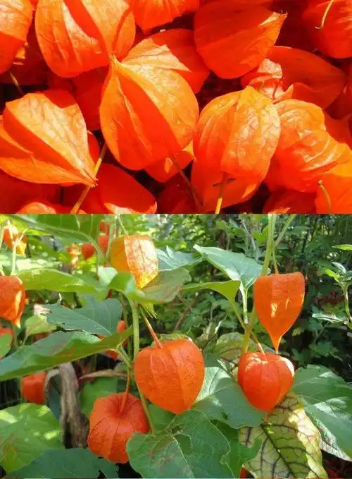 伟博东北长白山红姑娘鲜果中药材皮灯笼果锦灯笼红菇娘挂金灯500g