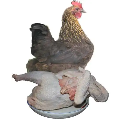 洪湖湖区放养老母鸡柴鸡地走鸡湖区散养农家新鲜土鸡现杀