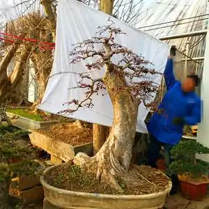 庭院风景树 大型精品榆树盆景树桩小叶榆树  桩 古老树桩实物