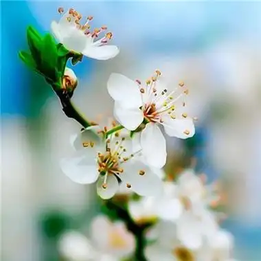 春意盎然的头像109张 唯美高清好看适合春天的头像图片_风景头像_头像
