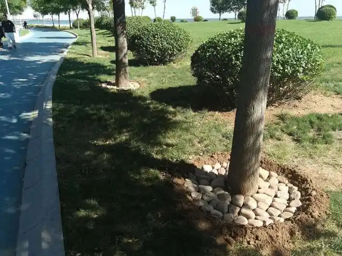 【海港区常态创卫】金梦海湾鹅卵石美化树坑(第1557期)