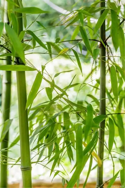 虚心竹有低头叶,一枝一叶寄相思