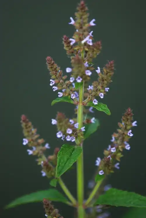 百草堂第六讲仙剑3系列之雪见