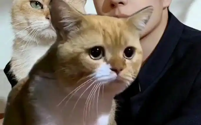 因为看到别的猫被王一博抱 疯狂甩脸子 #王一博 #王一博平安喜乐 #王