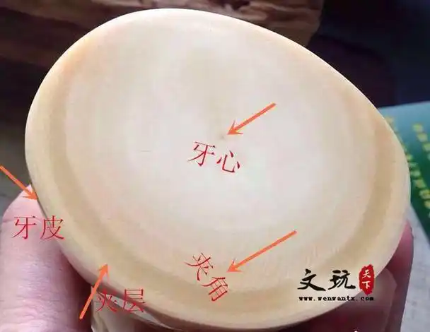 2.猛犸象牙怎么鉴定真假?