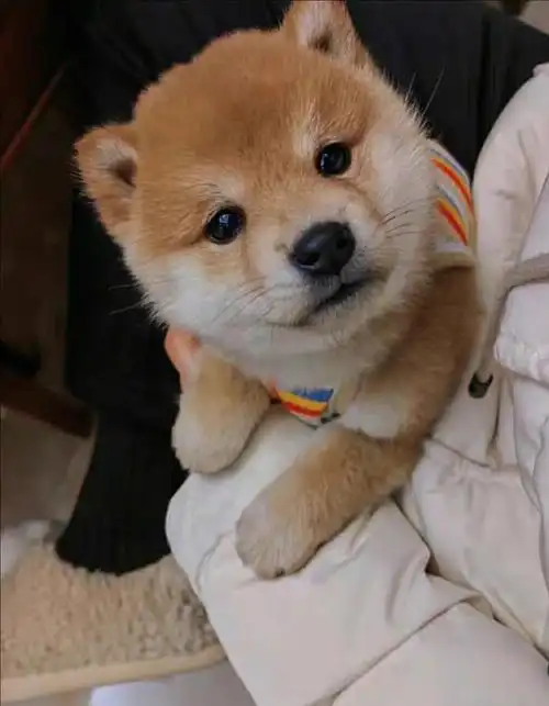 柴犬幼犬领养价找新家了