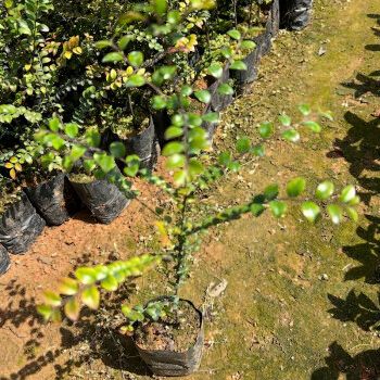 正宗小叶紫檀珍贵植物树木小叶紫檀树苗小苗耐寒室内庭院 小叶紫檀 20