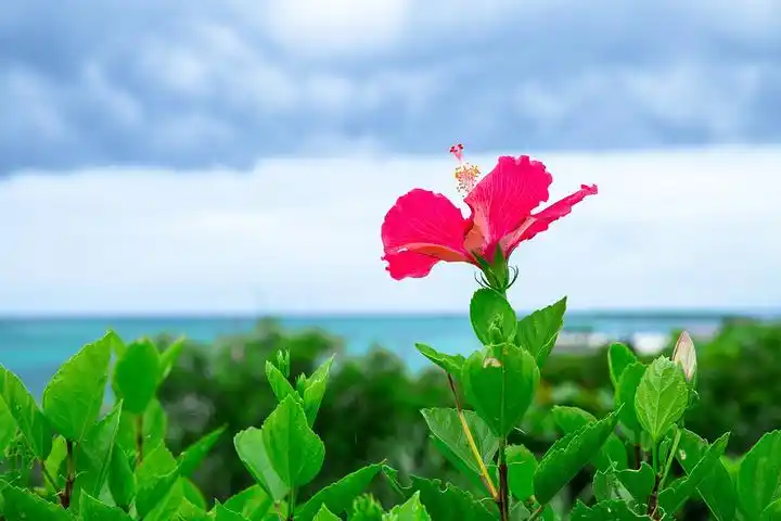 来冲绳海洋博公园是绝对不能错过的地方沿路的风景漂亮极了我们沿着