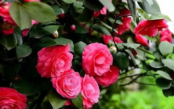 很多人都想在家养出像公园里那样漂亮的花朵,可是,却迟迟无法实现.