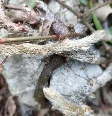 白毛蛇白毛蛇白毛蛇