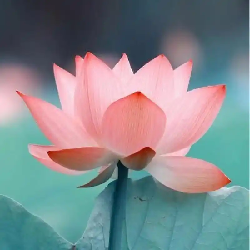 莲花头像,好看静心.