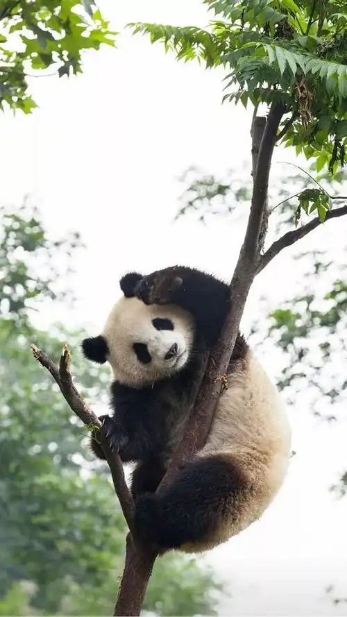 宝藏壁纸大熊猫壁纸图片合集