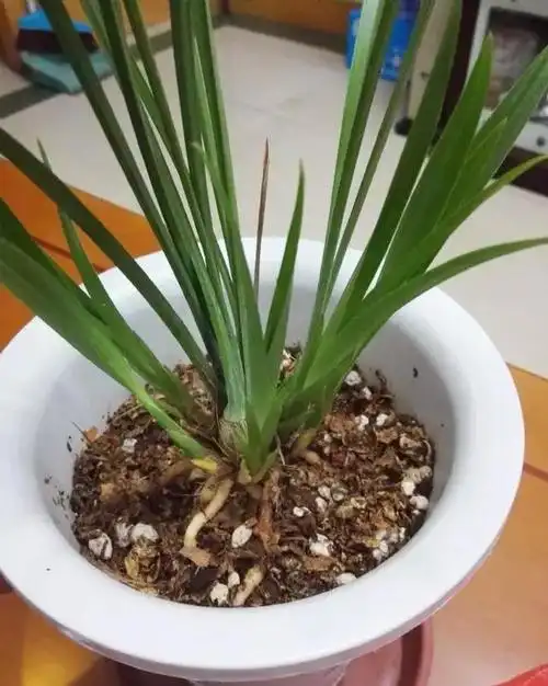 兰花自古讨喜,兰花君子兰更是国花,4点养护常识|兰花|养护|根茎_新浪