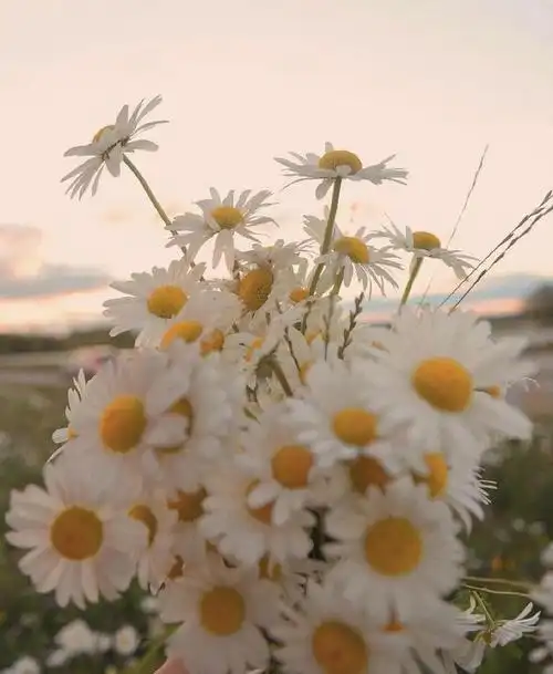 简约唯美的短句子,很有意境,句句倾心