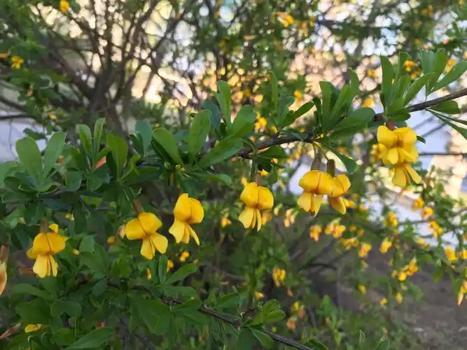 浣溪沙锦鸡儿花