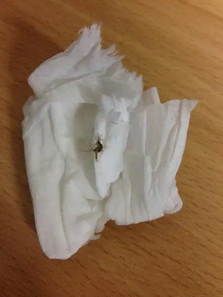 在一个春风沉醉的晚上打死了一只蚊子