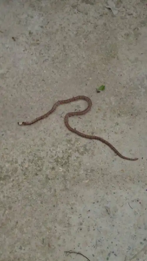 这是什么蛇,谁知道啊?