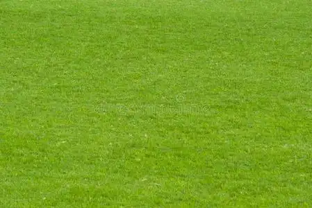 绿色草坪照片