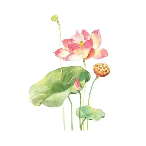 手绘荷花高清png透明图片,中国风装饰元素,设计素材下载