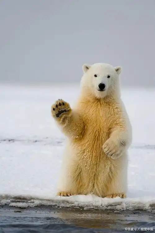 可爱萌物冰雪世界的霸主世界最大陆地食肉动物北极熊