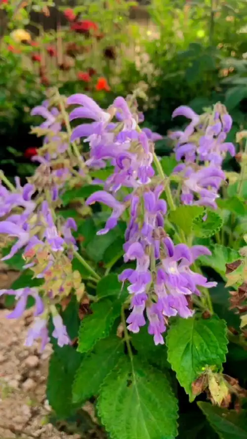 一花一世界～丹参94 别名 赤参,紫丹参,红根