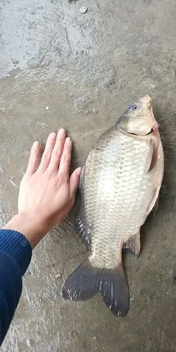 钓到一条三斤大鱼,大家看看是什么品种