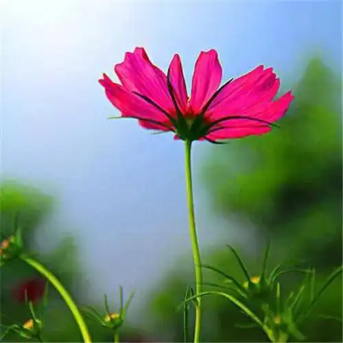 唯美格桑花头像图片