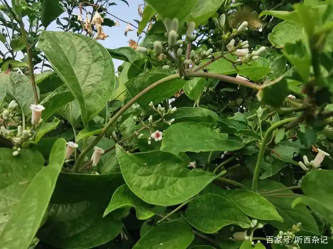 身边的中草药——鸡矢藤