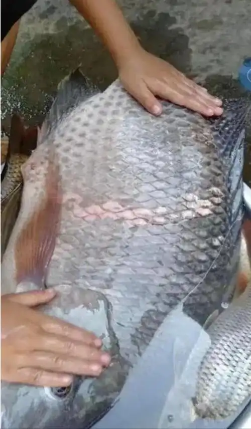 为啥我钓的罗非鱼都是半斤多大,这肯定是p地图!