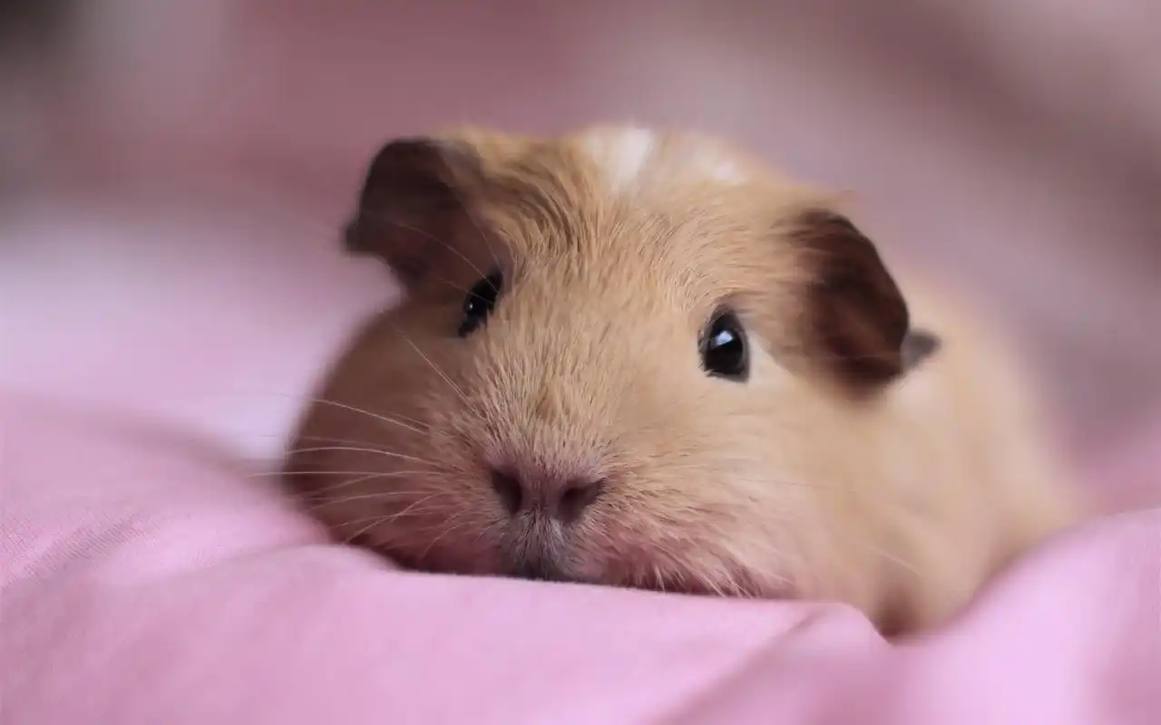 超可爱萌宠荷兰猪电脑桌面壁纸下载