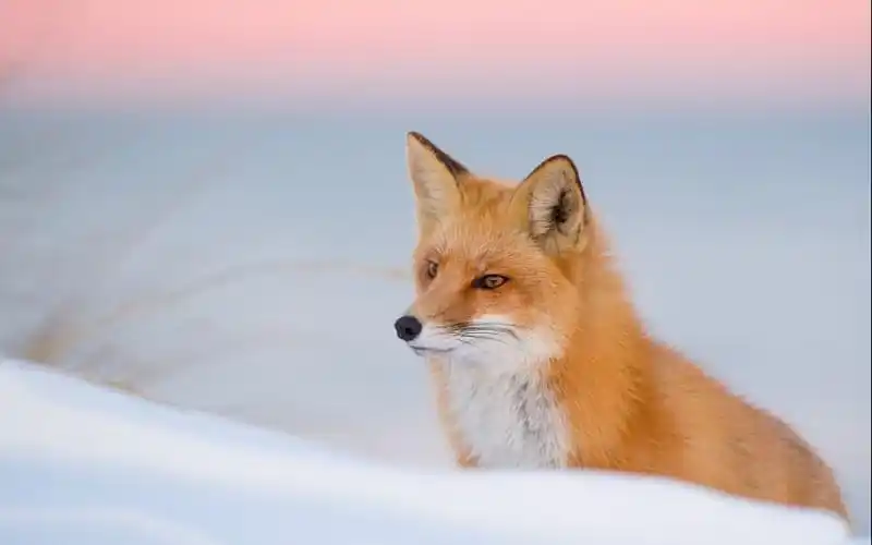 动物壁纸 > 正文  本文 雪地狐狸唯美摄影图片_美丽可爱的狐狸由小英