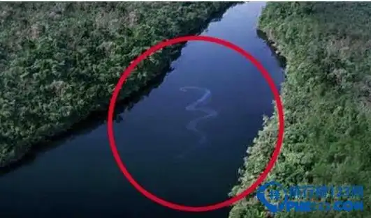 世界上最大的蛇,四川巨蟒长达55米(2)