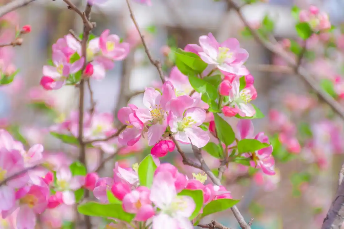 花中神仙醉降人间,这一瞬感受到满满的醉人仙气.