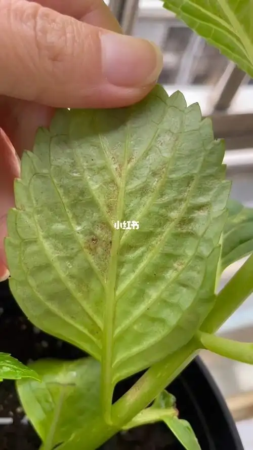 再上个看得清楚点儿的视频,下面的小叶子掉好多了#绣球病害 ##绣球花