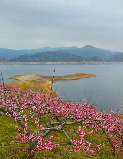 其它 一江碧水,春风暖,醉美四月,桃花开  阳春,五月三日,山水相约群