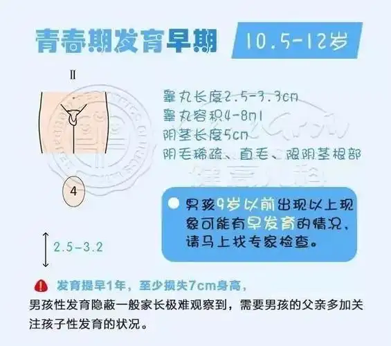 13~14岁,睾丸和.迅速发育,乳腺组织发育;12~13岁,肾上腺功能出现 ,.