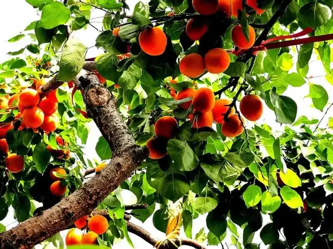 今年麦黄杏喜获丰收,硕果累累,压弯了枝头