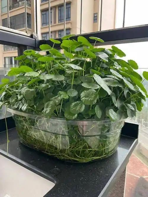 张太太把铜钱草养在大水缸,网友直呼:有创意,棵棵都治愈