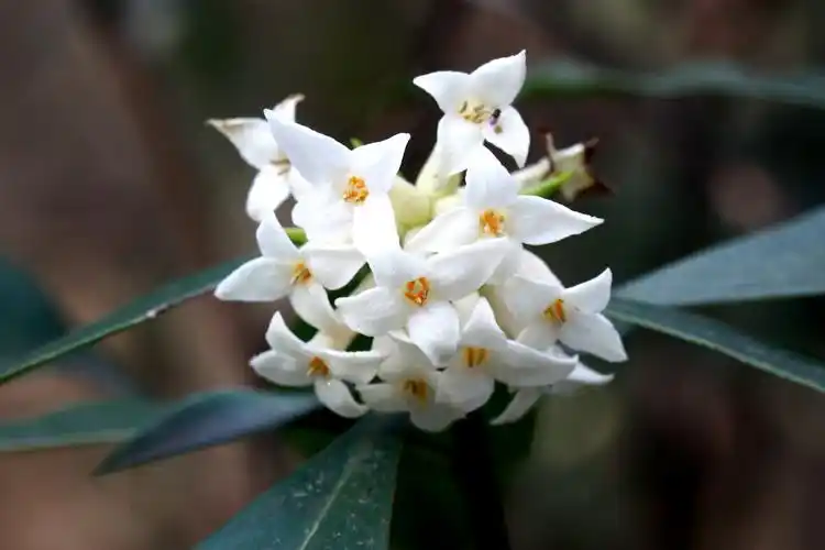 毛瑞香瑞香科瑞香属