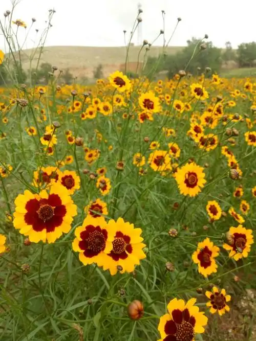 昆仑雪菊一片片花海摇曳生姿
