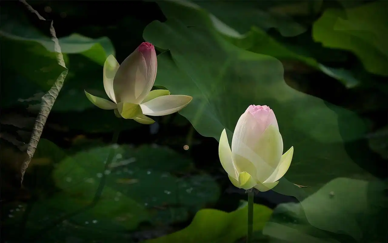 清新植物荷花绿色护眼桌面壁纸图片高清大图预览1920x1200_植物壁纸