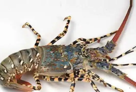 小龙虾有几个品种