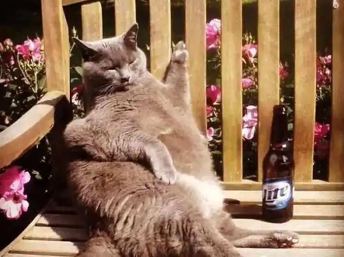 动物界的葛优躺也是很厉害的