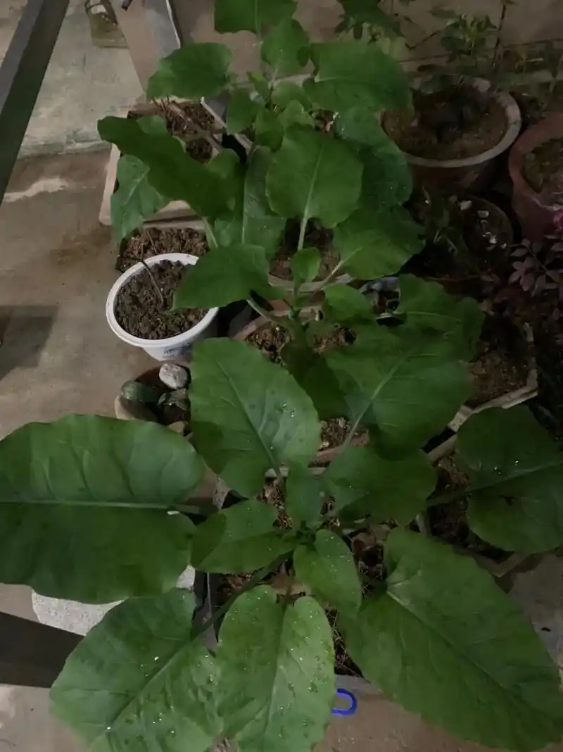 珍希物种一一荞麦叶大百合有谁见过? - 抖音