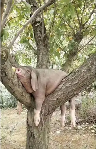 上证指数和创业板指数交互上升,谁也不想落后,形成你追我赶的态势