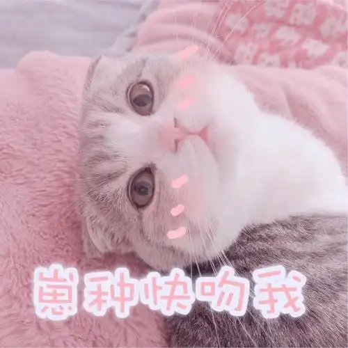 表情包:可爱卖萌的小猫