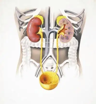 肾在什么位置图片