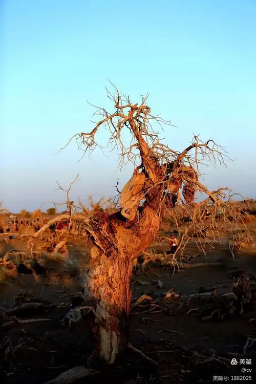 或立着,或倒着,就像古代战场上一个个殊死拼杀,英勇不屈的壮士,坚毅