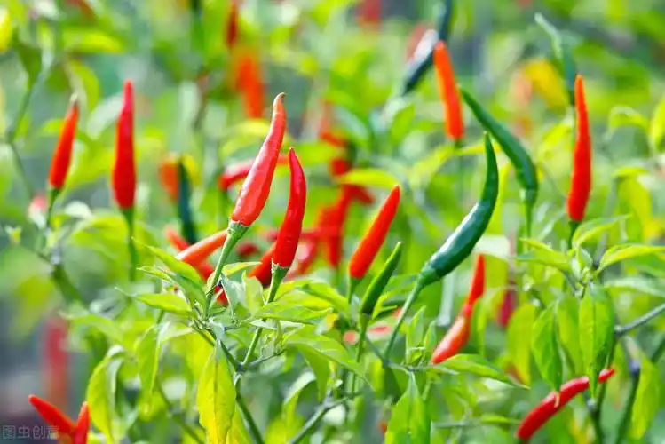 秋天成熟的农作物有哪些