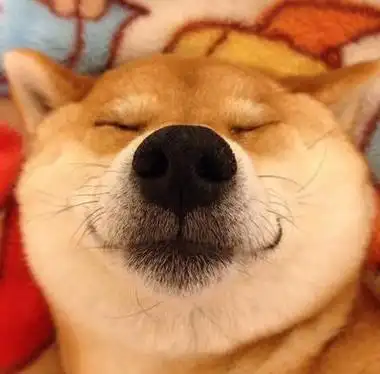 qq柴犬狗头像图片